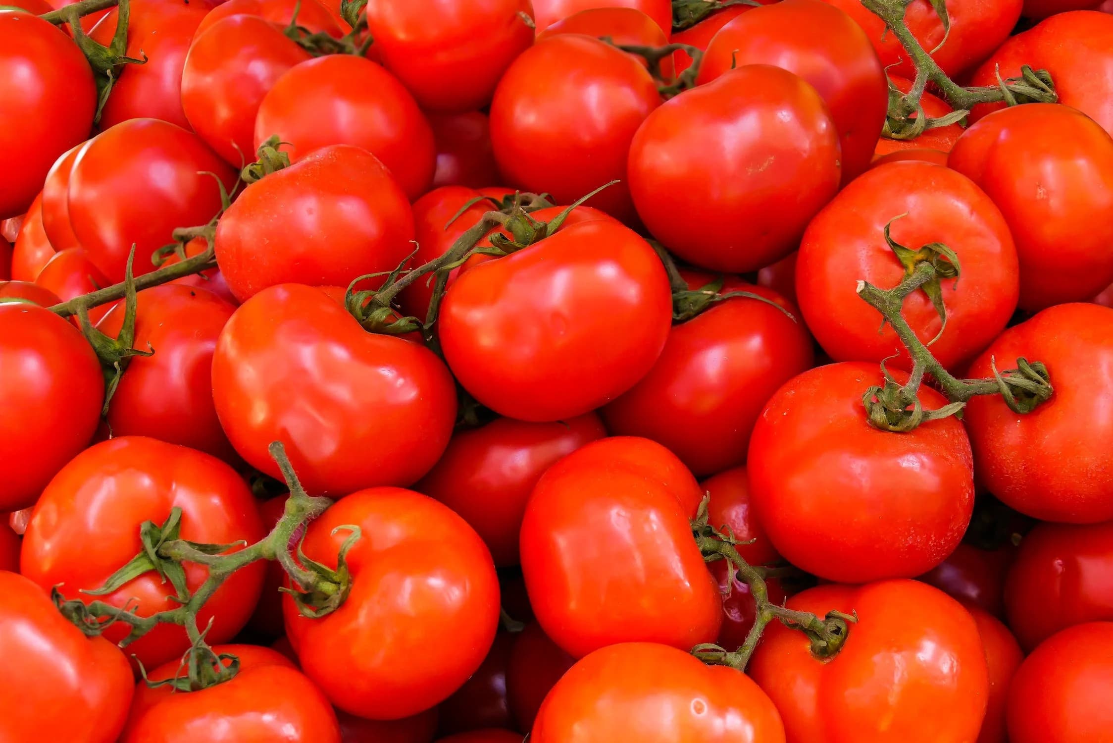 Salad Tomatoes